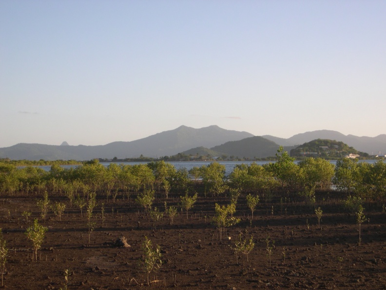 Mangrove de Mtiti Bahari choungui au fod.JPG