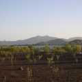 Mangrove de Mtiti Bahari choungui au fod