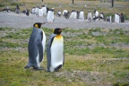 Couple de pingouins royal