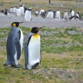 Ushuaia - Couple de pingouins