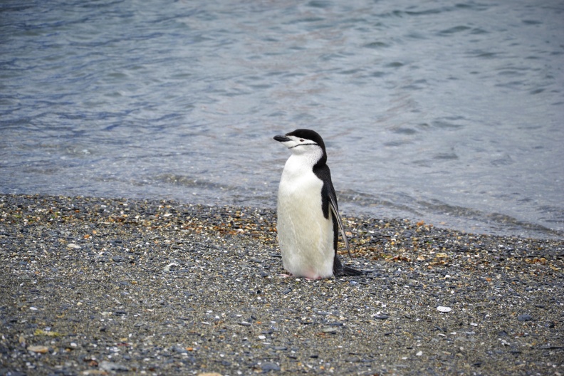 Ushuaia - Pingouin tout seul