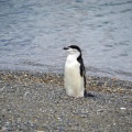 Ushuaia - Pingouin tout seul