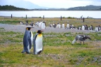 Ushuaia - pingouins
