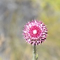 Bariloche - Chardon rose