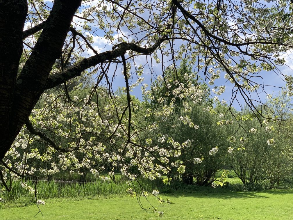 Gayeulles - Cerisier en fleurs