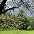 Gayeulles - Cerisier en fleurs