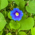 Gayeulles - Fleur bleue