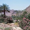Zagora - lauriers roses