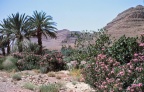 Zagora - lauriers roses