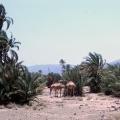 Zagora - palmeraie dans vallée du Draa