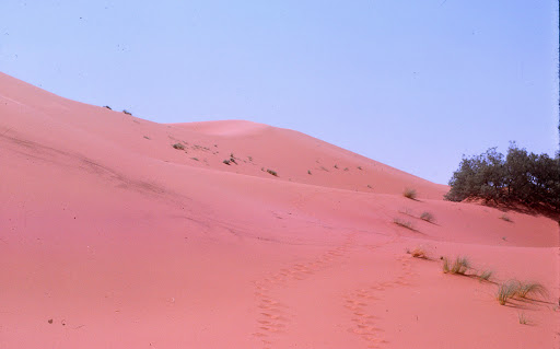 Erfoud - Dunes de sble.jpg