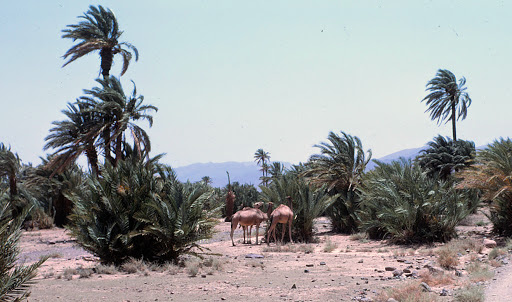 Zagora - palmeraie dans vallée du Draa.jpg